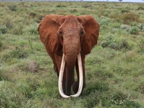 В Кении умерла слониха Дида – самая большая самка с бивнями в Африке
