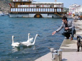 Лебеди не хотят лететь в Крым? 