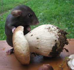 В Ялте объявились черные крысы 