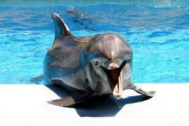 Крымские дельфины готовятся к выступлениям  