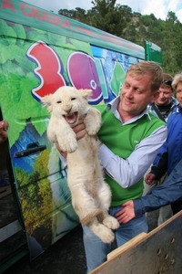 В Ялтинском зоопарке поселились белые львы 