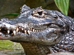 Ялтинская прокуратура завела дело на владельца «кусачего» крокодила