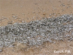Керченский пляж превратился в рыбное кладбище